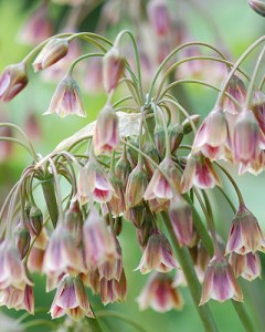 Nectaroscordum Siculum.jpg